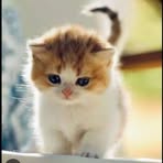 Profile Picture of Darrel Hapalla (@Darrel-Hapalla) on Facebook