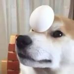 Profile Picture of Cesar Millan (@puppermemes) on Instagram