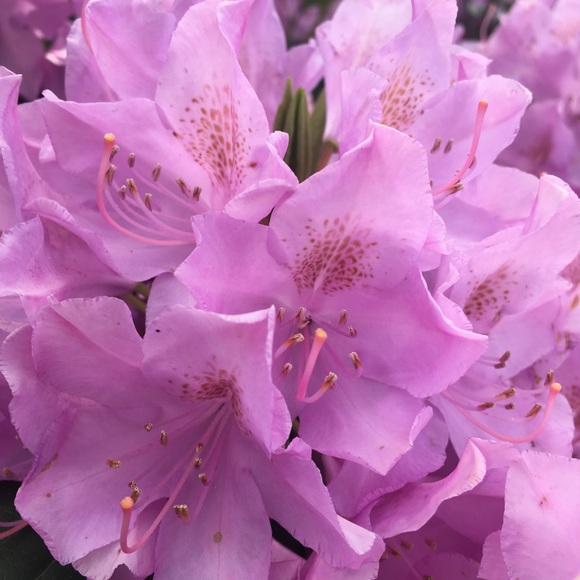 Profile Picture of Hailey Goodspeed (@haileybobaileyy) on Poshmark