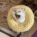 Profile Picture of 高高 (@gao.jin.838134) on Facebook