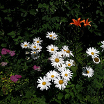 Profile Picture of Amandarth1 (@amandarth1) on Flickr