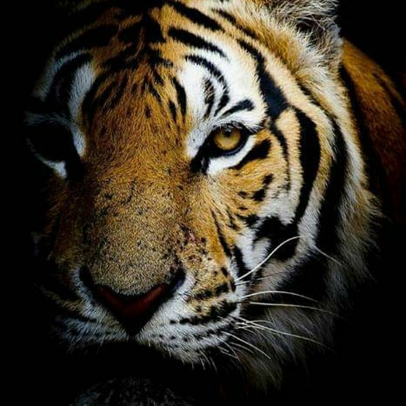 Profile Picture of Kristine Kagarise (@nanak763) on Poshmark