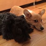 Profile Picture of betty (@bettykochan) on Instagram