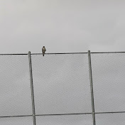 Profile Picture of Chris Esquivel (@chrisesquivel731) on Youtube