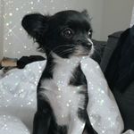 Profile Picture of Oreo, genelde Oriş 🐶🐾 (@oreoakturk) on Instagram