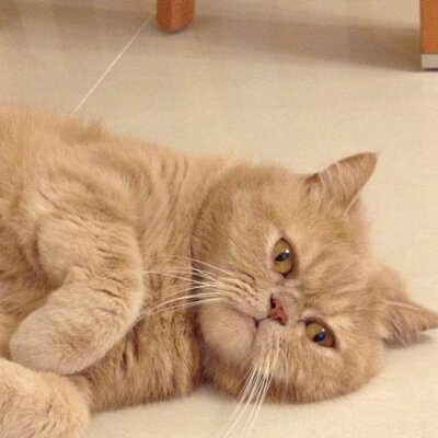 Joseph Ngai - Twitter Profile Picture of Joseph Ngai (@NgaiJoseph) on Twitter