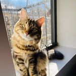 Profile Picture of Basil Cooper (@basil_the_siberian) on Instagram