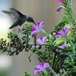 Profile Picture of B Craig Rickard II (@rickardii) on Instagram