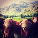 Profile Picture of Jonathan Benson (@lakedistrictfarmlife) on Instagram