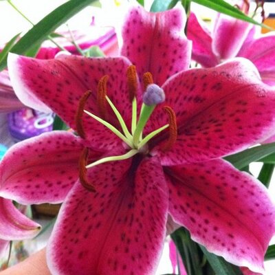 Profile Picture of Amanda Orchard (@ajorchard63) on Twitter