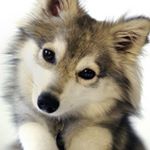 Profile Picture of Ava Solomon (@ava0813_) on Instagram