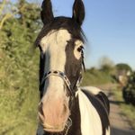 Profile Picture of Courtney Ireland (@supercob_domingo) on Instagram