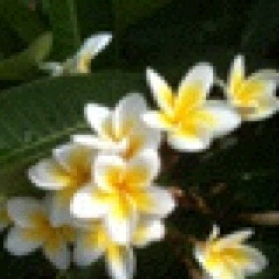 Profile Picture of Jonathan Yu (@daseinyu) on Twitter