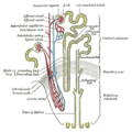 Profile Picture of Bartter syndromeon Wikipedia