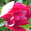 Profile Picture of Janice Barrett (@janicem) on Flickr