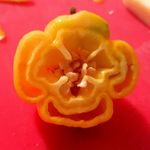 Profile Picture of jason bingley (@chillibingley) on Instagram