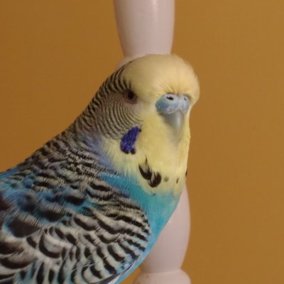 Profile Picture of Steve Blanks (@Steveblanks7) on Twitter