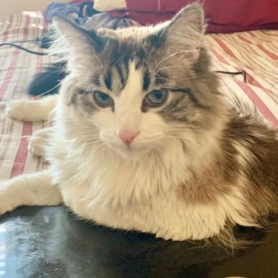 Profile Picture of MaríaHelenaDoering (@@MaHelenaDoering) on Twitter