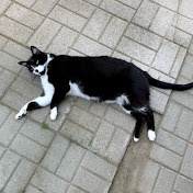 Profile Picture of Jared Mahoney (@jaredmahoney5583) on Youtube