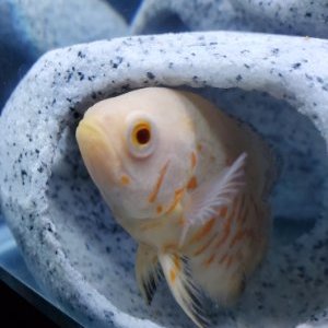 Profile Picture of Amanda L Wilmes (@AmandaLWilmes1) on Twitter