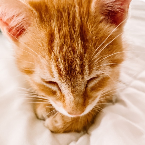 Profile Picture of Jonathan Hamilton (@jsamh1) on Poshmark