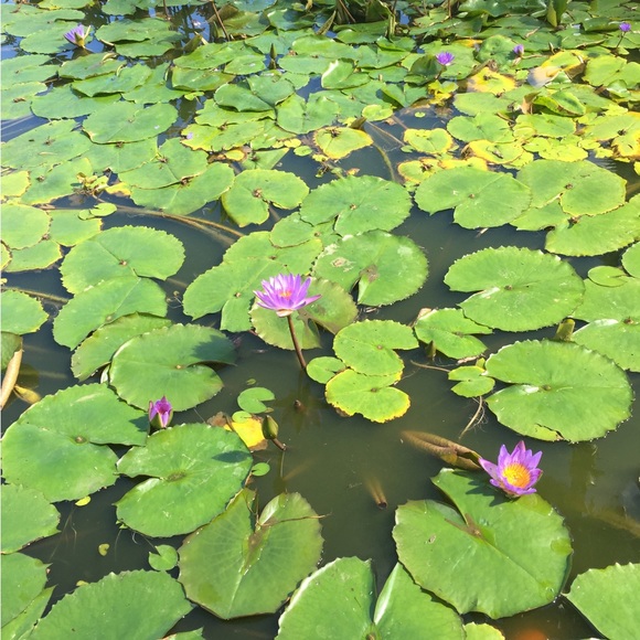 Profile Picture of Jacqueline Dawson (@all4u2day125) on Poshmark