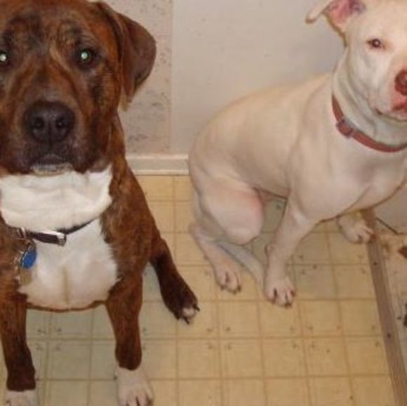 Amber Zissler - Poshmark Profile Picture of Amber Zissler (@amberdz) on Poshmark