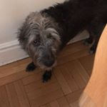 Profile Picture of Clementine Deitzer (@theofficialclementine) on Instagram