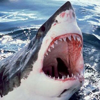 Profile Picture of Silvio G (@SilvioGiacinto) on Twitter