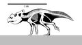Profile Picture of Bagaceratopson Wikipedia