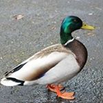 Profile Picture of David Balkcom (@davidbalkcom) on Instagram