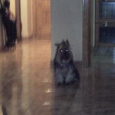 Profile Picture of Miriam Olea Cespedes (@Oleayluna) on Twitter