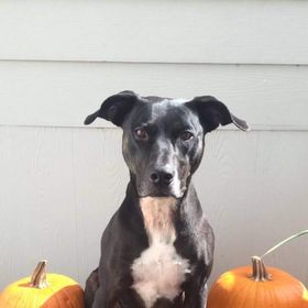 Profile Picture of Alex Augsburger (@alexaugie) on Pinterest