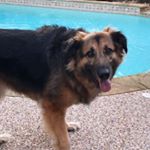 Profile Picture of Roxy Ryan (@roxyryan_thegsd) on Instagram
