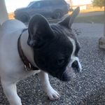 Profile Picture of Amy Wulff Taylor (@fee_fee_da_frenchie) on Instagram