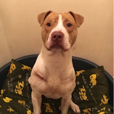 Profile Picture of DEXTER NOEL (@Dexternoel2Noel) on Twitter