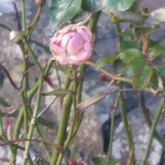 Profile Picture of Jaime Mccormack (@jmemcmack) on Poshmark