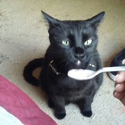 Profile Picture of Amanda Bitsue (@Kuruna_Neko) on Twitter
