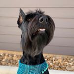 Profile Picture of Piper Jones (@piperthegiantschnauzer) on Instagram