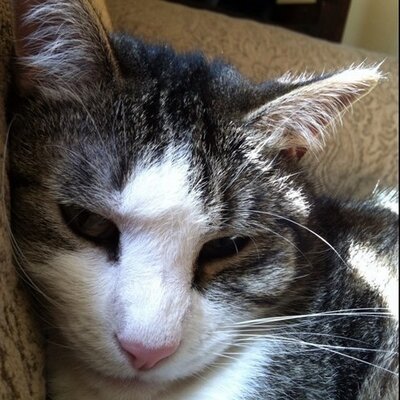 Profile Picture of Jonathan Shrout (@captainideas) on Twitter