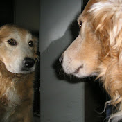 Profile Picture of Nestor Guillen (@nestorguillen7305) on Youtube