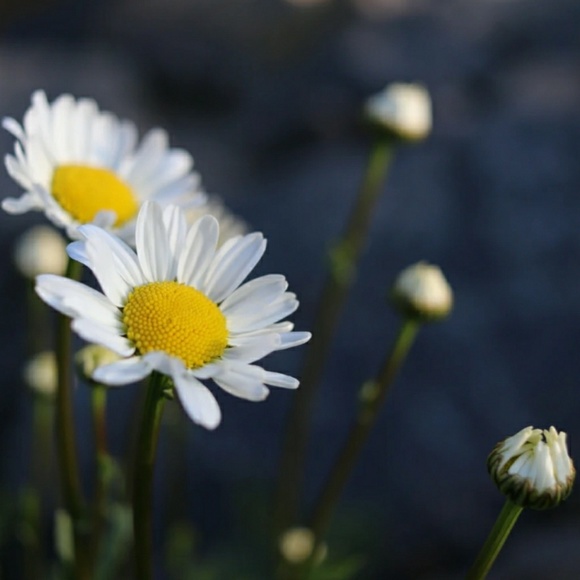 Profile Picture of Emily Yakubik (@emilyjean17) on Poshmark