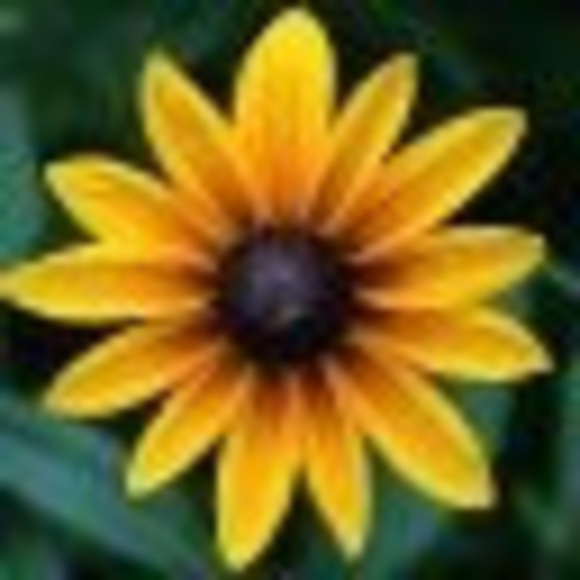 B. Conquest - Poshmark Profile Picture of B. Conquest (@tseuqnoc) on Poshmark