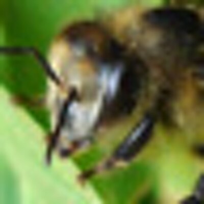 Profile Picture of Mark Thayer (@thayeriv) on Twitter