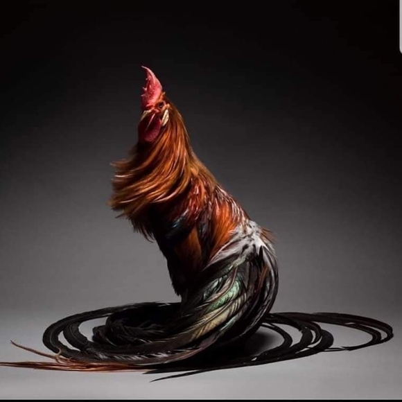 Profile Picture of Michell Gonzalez (@meg901208) on Poshmark