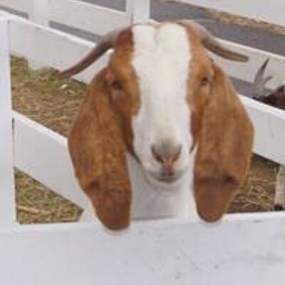 Profile Picture of Brennan Fitzpatrick (@BrennanFitzpatr) on Twitter