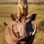 Carlos Talavera - Facebook Profile Picture of Carlos Talavera (@Carlos-Talavera) on Facebook