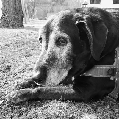 Profile Picture of Nancy Henion (blue Check Mark) (@nathrach2) on Twitter