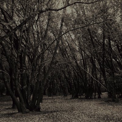 Profile Picture of Julian Olson (@ju1ianolson) on Twitter