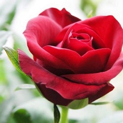 Profile Picture of Nancy Borges (@nancyborges32) on Twitter